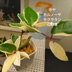 2025年最新】ホヤ 植物の人気アイテム - メルカリ