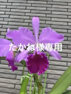 たかね様専用　【No.1】カトレア　ラビアタ　1株　【匿名配送　送料込み　】のサムネイル