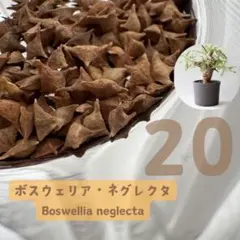 2026年最新】ボスウェリアの人気アイテム - メルカリ