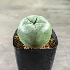 ね*こ様 黒肌疣翠冠玉 自根 鉢植え メルカリ便送料込み ね*こ様 黒肌疣翠冠玉 自根 鉢植え メルカリ便送料