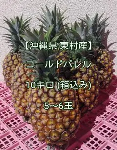 数量限定】石垣島産ゴールドバレル5kg (サイズ/個数おまかせ) - メルカリ