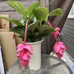 大特価！メディニラマグニフィカ フラメンコ 花付き 7号鉢 蕾付き