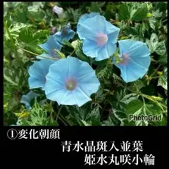 根付き♪幸せのブルークローバー苗♪ミニミニ株♪宿根草多年草♪ブルー