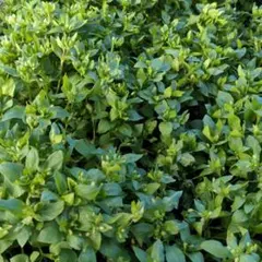 como購入専用様 リクエスト 2点 まとめ商品