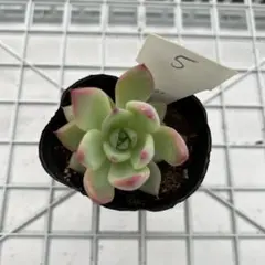 2026年最新】コロラータ 錦玉園の人気アイテム - メルカリ