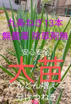 九条ねぎ苗のサムネイル