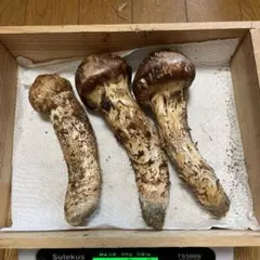お値打ち松茸】岩手雫石町産 天然 松茸 4本 205g - メルカリ