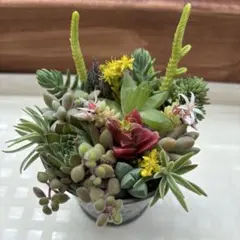 多肉植物　寄せ植え　セダム