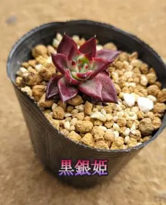 多肉植物　黒銀姫　おらいさん苗　ミックスベリア