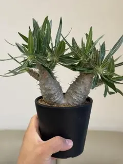 パキポディウム グラキリス 二頭 多頭 実生 塊根植物 ダブルベットのサムネイル