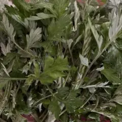 よもぎの新芽 250g 根付き苗のおまけつきのサムネイル