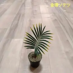 2025年最新】金環ソテツの人気アイテム - メルカリ
