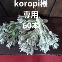 koropi様専用　ラムズイヤー60本