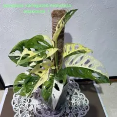 [美希少]ハーフムーン散り斑入りモンステラアダンソニー(マドカズラ)鉢植え発送！のサムネイル