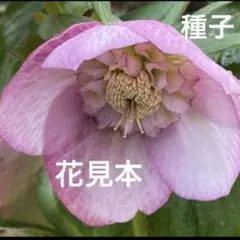 ♡加藤農園♡ ピンクミストぼかし 種4粒 - メルカリ
