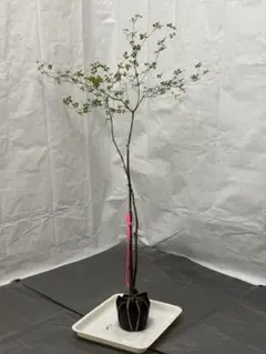 山採りナツハゼ 6/23 ⑦ H170cm W60cm 23 - メルカリ