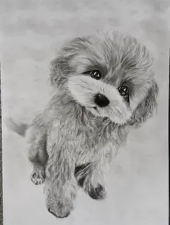 鉛筆画 ポメラニアン 犬の肖像画 アートB4ケント紙 - メルカリ