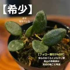 【ホヤ セルペンス ③】ボトム 安心の発根活着済 長期養生済 ネコポス可能商品のサムネイル