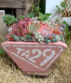 専用　木製プランター　多肉寄せ植え　TA29 多肉植物