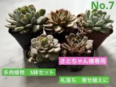さとちゃん様専用　No.6 No.7多肉植物　札落ち　5鉢×2 寄せ植えに