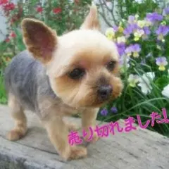 ☆送料込みに変更☆CHUMSのバッグ