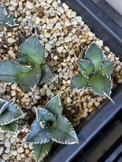 アガベ　まとめ売り 2025年最新】アガベまとめ売りの人気アイテム - メルカリ