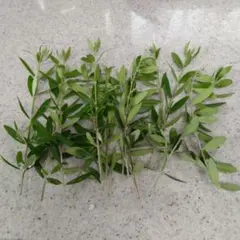 無農薬　オリーブの木　挿し穂　挿し木　　5本以上　オリーブの実　オリーブ油