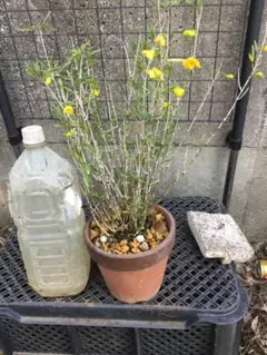 台湾レンブ 蓮霧 天覇王 取り木苗 - メルカリ