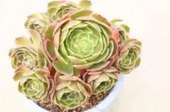 OREN様 リクエスト 3点 まとめ商品