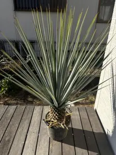 2026年最新】ユッカ リギダの人気アイテム - メルカリ