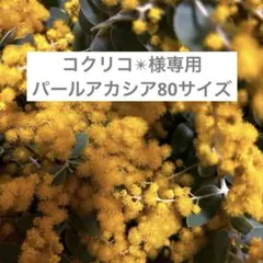 パールアカシア　ミモザ　フレッシュ 80サイズ