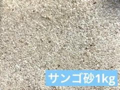 サンゴ砂　1キロ　天然サンゴのサムネイル