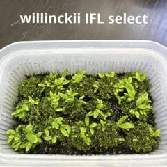 ビカクシダ P. willinckii 伊右衛門 前葉体 胞子体 - メルカリ