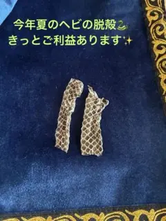 蛇の抜け殻 2本