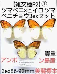 2026年最新】ツマベニチョウの人気アイテム - メルカリ