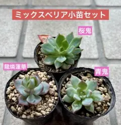 ㊵大きめ苗! ヴィンテージレター❣️桜鬼❣️ちょこん❣️発根済 6苗メルカリ便込 ㊵大きめ苗! ヴィンテージレター❣️桜鬼❣️ちょこん❣️発根済 6
