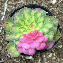 373 知否 チフォ 群生 多肉植物 アエオニウム 斑入り 発色良好 抜き苗
