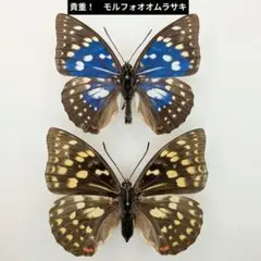 2026年最新】オオムラサキ 標本の人気アイテム - メルカリ