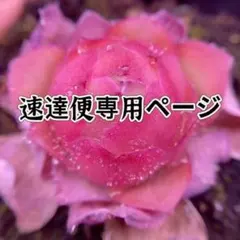 速達便専用ページ❣️