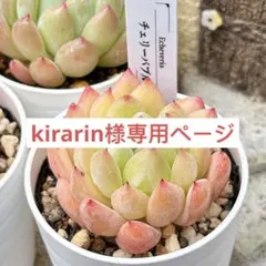 多肉植物　エケベリア　販売会　kirarin様　専用ページ