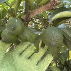 新鮮 収穫したて 青柚子のサムネイル