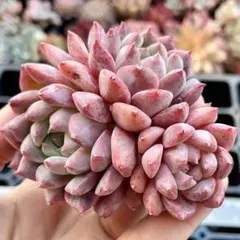 tamiyu.7様 リクエスト 5点 まとめ商品