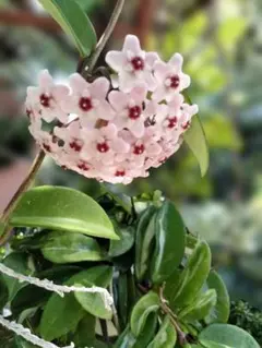 2025年最新】サクラランの人気アイテム - メルカリ