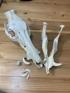 2025年最新】イノシシ 頭骨の人気アイテム - メルカリ