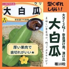 ポポ!!不揃い白瓜！６ｋｇ ポポ!!不揃い白瓜！6kg 2025年最新】白瓜の人気アイテム