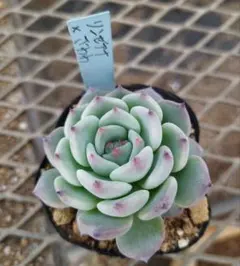 はにもぐ(発送時ニックネーム苗名必須)様 リクエスト 5点 まとめ商品