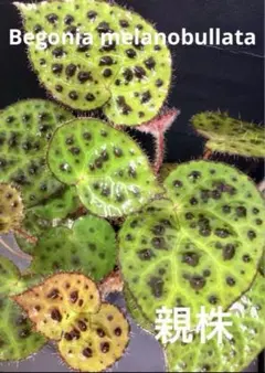 2026年最新】BEGONIA melanobullataの人気アイテム - メルカリ