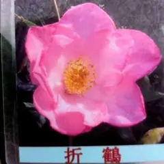 山野草（ボタン科） 紅花ヤマシャクヤク～火の鳥 2茎株 - メルカリ