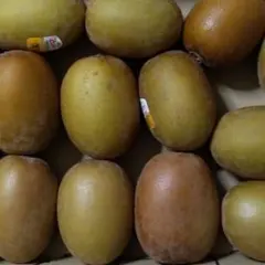 果物キウイフルーツ