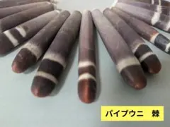 パイプウニ　棘　天然素材　同系色13本　※別途添付有